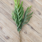 Balsam Fir Pick