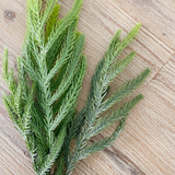 Balsam Fir Pick