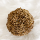 Dried Seeded Orb