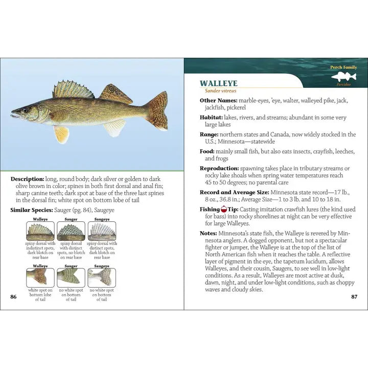 Fish of Minnesota Book