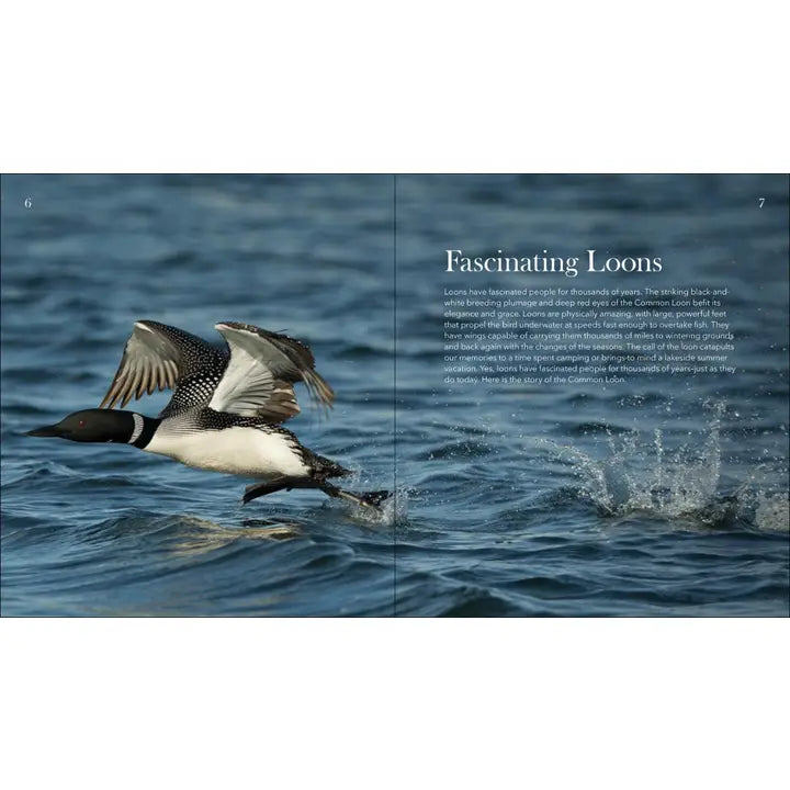 Loons: The Iconic Waterbirds