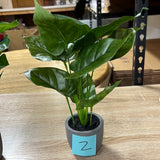 Large Asst. Plants In Grey Pot