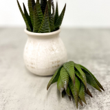 Mini Green Aloe Pick